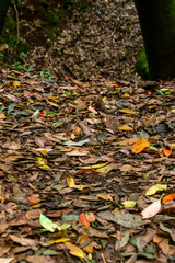 Hojas ca&iacute;das al suelo en el bosque de Agua Garc&iacute;a, isla de Tenerife