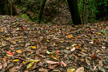 Hojas caídas al suelo en el bosque de Agua García, isla de Tenerife