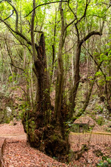 Tronco de árbol en el bosque de Agua García, isla de Tenerife