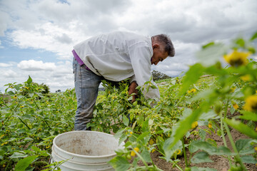 Farmer collecting organic tomatillos from the plant in the vegetable garden.