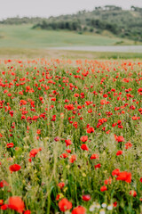 a field of poppies in andalusia spain