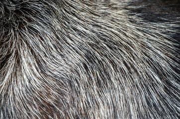 Dog hair close up texture or background