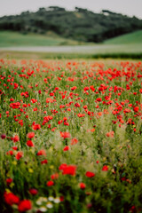 a field of poppies in andalusia spain