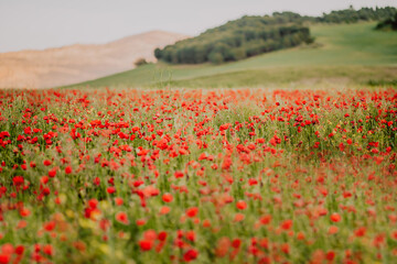 a field of poppies in andalusia spain