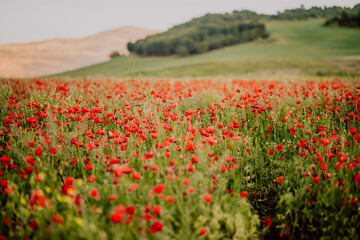 a field of poppies in andalusia spain