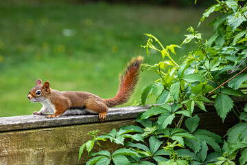Red squirrel lives in bird house.