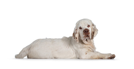 Cute Clumber Spaniel dog pup, laying down side ways. Looking towards camera with the typical droopy...