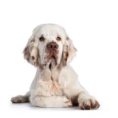 Cute Clumber Spaniel dog pup, laying down facing front. Looking towards camera with the typical droopy eyes. Isolated on a white background.
