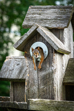 Red squirrel lives in bird house.
