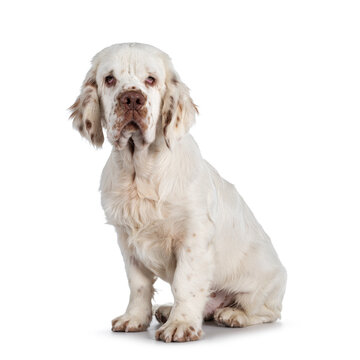 Cute Clumber Spaniel dog pup, sitting up side ways. Looking towards camera with the typical droopy eyes. Isolated on a white background.