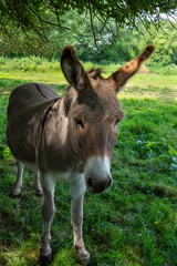 Obraz na płótnie Canvas A donkey relaxing in the summer sunshine
