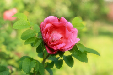 pink rose