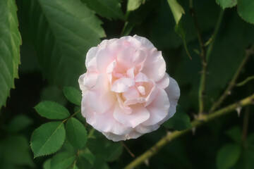 Fototapeta premium pink rose