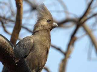Portrait image of a grey go-away bird on the Highveld region of South Africa