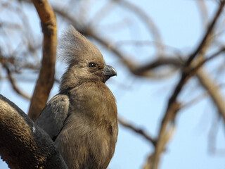 Portrait image of a grey go-away bird on the Highveld region of South Africa