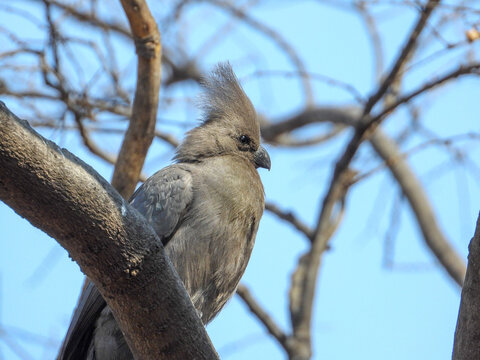 Portrait image of a grey go-away bird on the Highveld region of South Africa