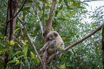Koala Bear in the branches of a eucalyptus tree in the Noosa National Park, Queensland, Australia. © Mark Hunter
