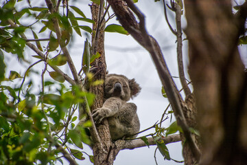 Koala Bear in the branches of a eucalyptus tree in the Noosa National Park, Queensland, Australia.