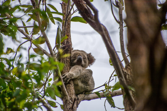 Koala Bear in the branches of a eucalyptus tree in the Noosa National Park, Queensland, Australia.