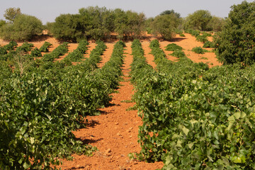 Viñedo mediterraneo de tierra roja con uvas madurando en verano