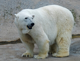 polar bear in the zoo