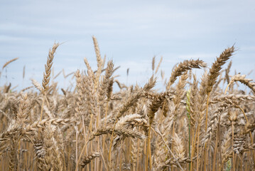 Wheat ears background. Wheat field.