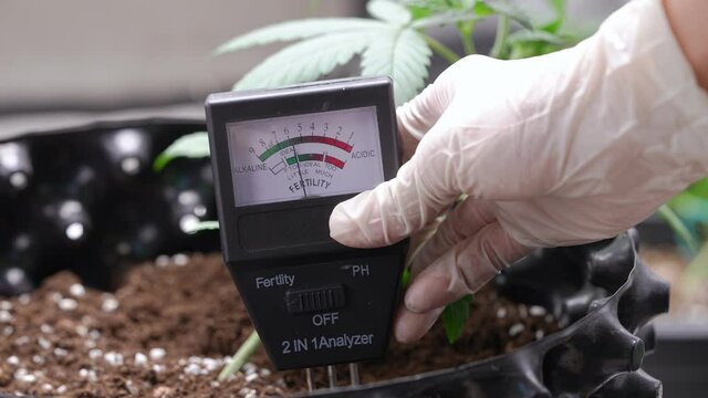 A expertise white glove hand putting a soil analyzer into houseplant soil surface to control the PH in the air pot, fertile measure equipment, indoor caring growing plant pot, cultivation activity