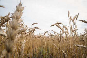 Wheat ears background. Wheat field.