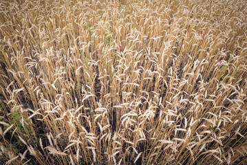 Wheat ears background. Wheat field. Top view.