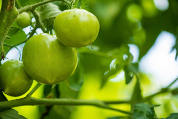 green tomatoes in the garden