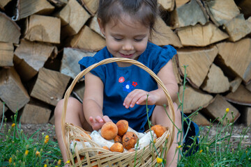 Little girl sitting on the ground puts orange-cap boletus mushrooms in a basket. Basket with...