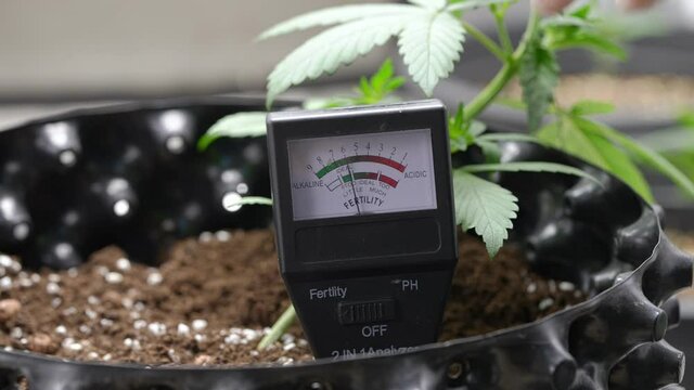 Expertise white glove hand removing soil analyzer out of houseplant soil surface, controllable the PH in the air pot, fertile measure equipment, indoor caring growing plant pot, cultivation activity