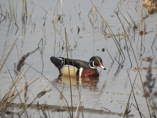 A wood duck swimming in the shallow waters of the Beaver Run Dam Wildlife Viewing Area, in the Moshannon State Forest, Weedville, Elk County, Pennsylvania.