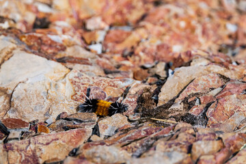 Black and orange fuzzy caterpillar on colorful rocks