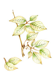 Beautiful autumn tree branches, leaves and berries. Unusual autumn, watercolor and black pen, handmade