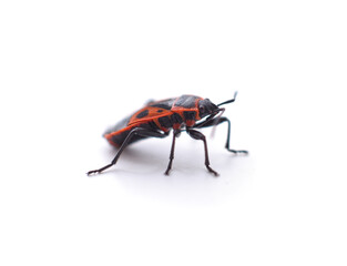 One red beetle.