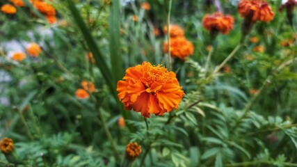 Very pretty orange flowers grow on the edge of the irrigation stream of Loano Village