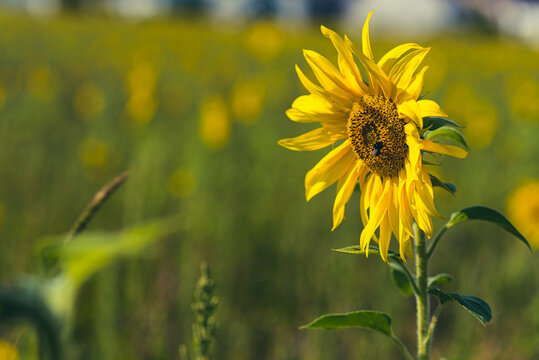 Einzelne Sonnenblume am sonnigen Tag auf der grünen Wiese

