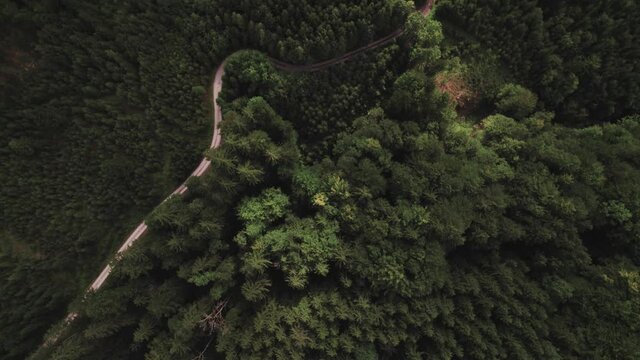Landstra&szlig;e zwischen den Baumkronen der Waldlandschaft