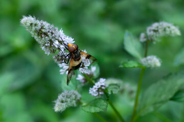 Insect on a mint flower