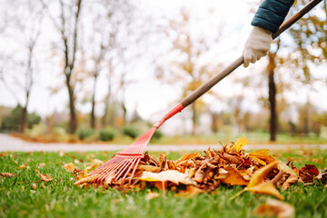 Rake with fallen leaves in autumn.  Man cleans the autumn park from yellow leaves. Volunteering, cleaning, and ecology concept. Seasonal gardening.