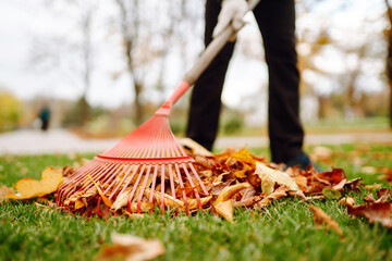 Rake with fallen leaves in autumn.  Man cleans the autumn park from yellow leaves. Volunteering, cleaning, and ecology concept. Seasonal gardening. - obrazy, fototapety, plakaty