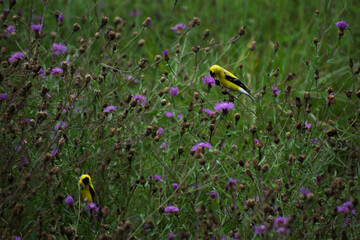 Two Goldfinches in the bushes