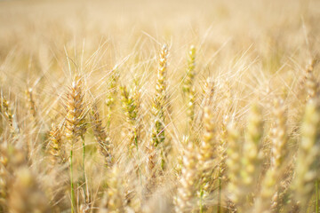 field of wheat