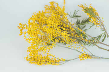 Sprigs of mimosa on a white background. Spring concept
