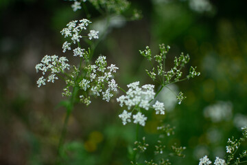 flowers in the forest