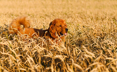 A large dog of the Mastiff breed walks in the evening in a field with wheat.