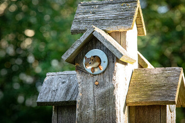 Baby red squirrel lives in bird house.