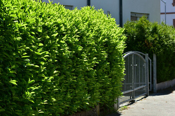 Grünzaun aus Kirschlorbeer (Prunus laurocerasus) zwischen Bürgersteig und  Wohngrundstück