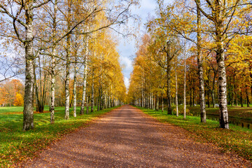 Birch alley in Alexander park in autumn, Tsarskoe Selo (Pushkin), Saint Petersburg, Russia